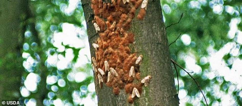 The moths are said to be ‘aggressive’ defoliators that feed on 500 different types of host trees, which in turns weakens vegetation and makes them more susceptible to diseases