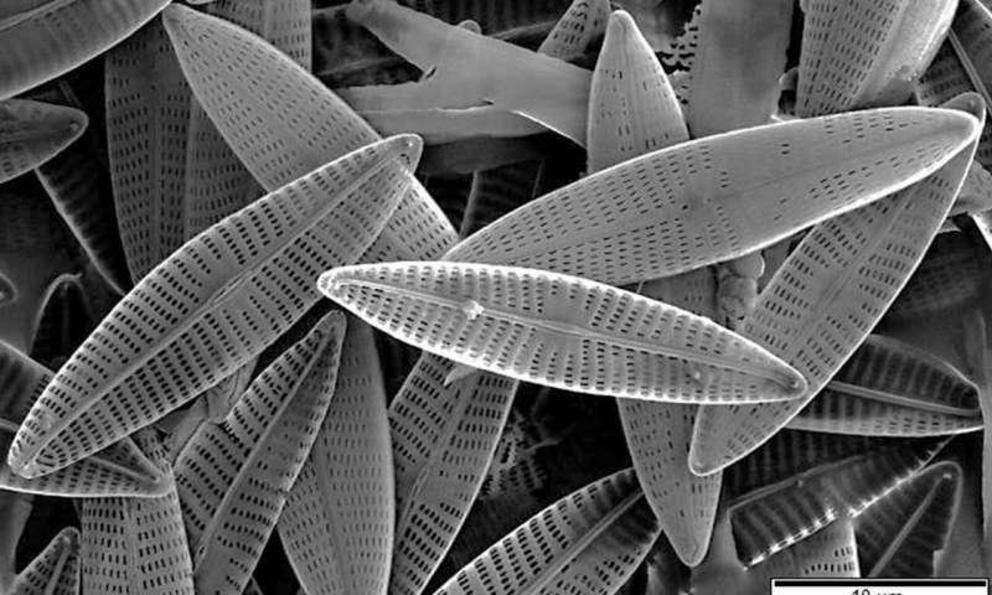 The microscopic structures of diatoms help them manipulate light, leading to hopes they could be used in new technologies for light detection, computing or robotics.