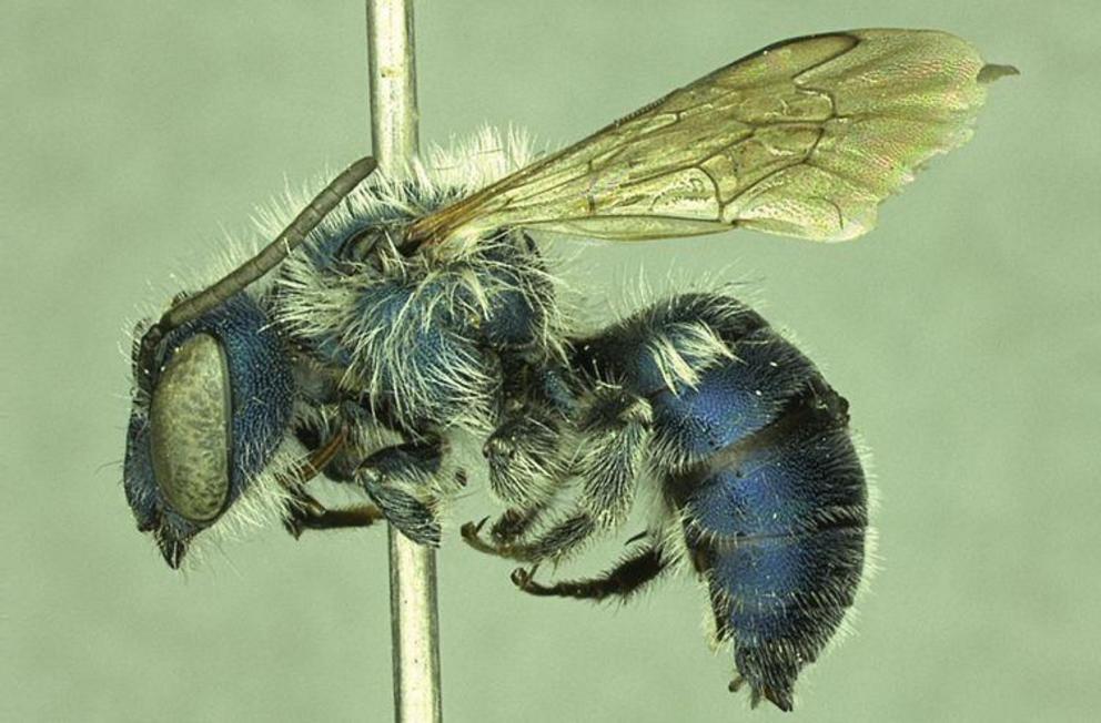 Paratype of Florida's rare blue calamintha bee (male) (Molly G. Rightmyer / ZooKeys)