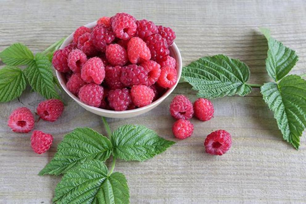 Raspberry fruit extract found to lower weight gain and increase