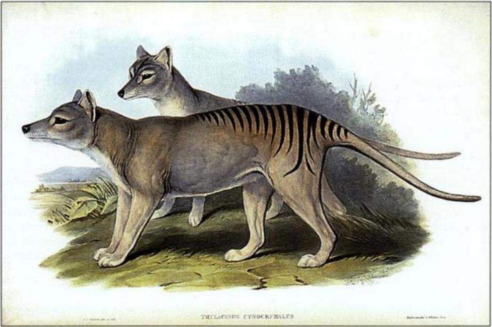 Thylacinus cynocephalus, from Gould's The Mammals of Australia.