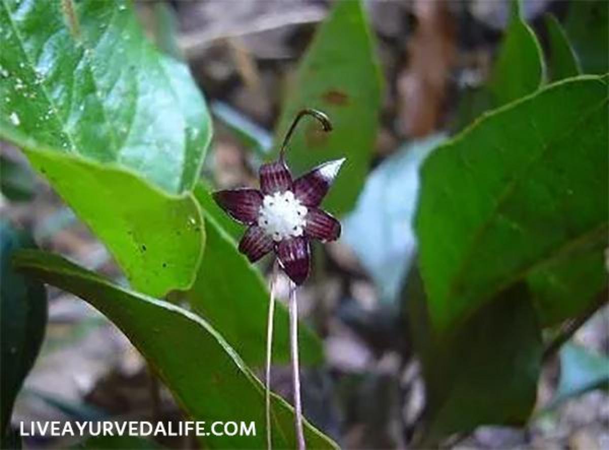 what-are-the-medicinal-properties-of-this-rare-endangered-south-indian