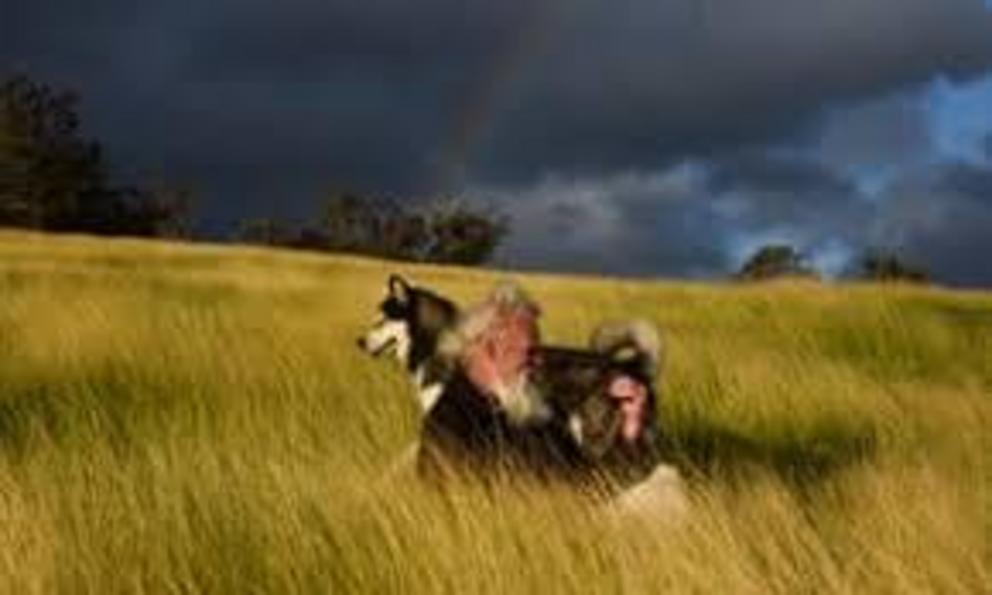 Pascoe in the mandadyan nalluk with his neighbour’s dog at sunset.