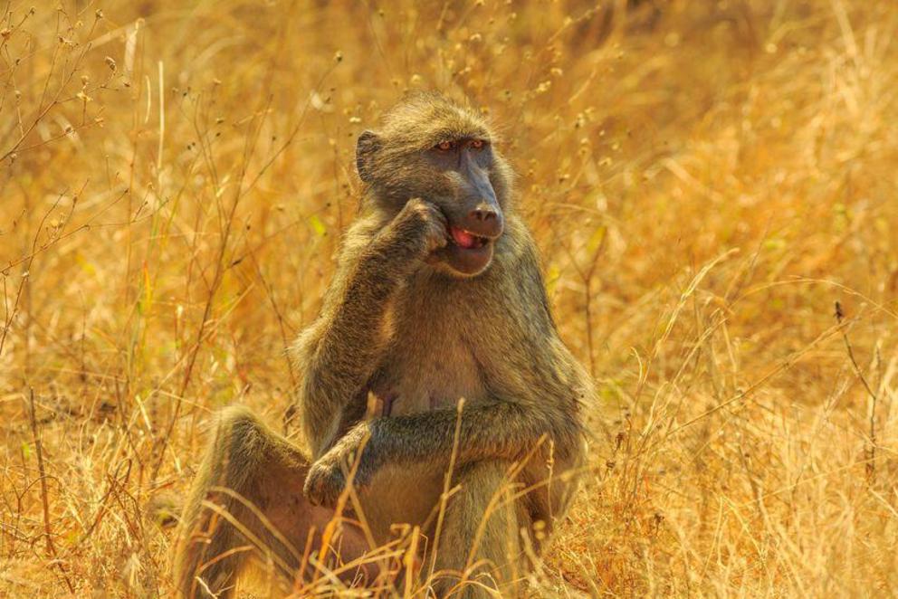 Researchers followed a Cape baboon like this one and recorded everything she ate for 30 days.