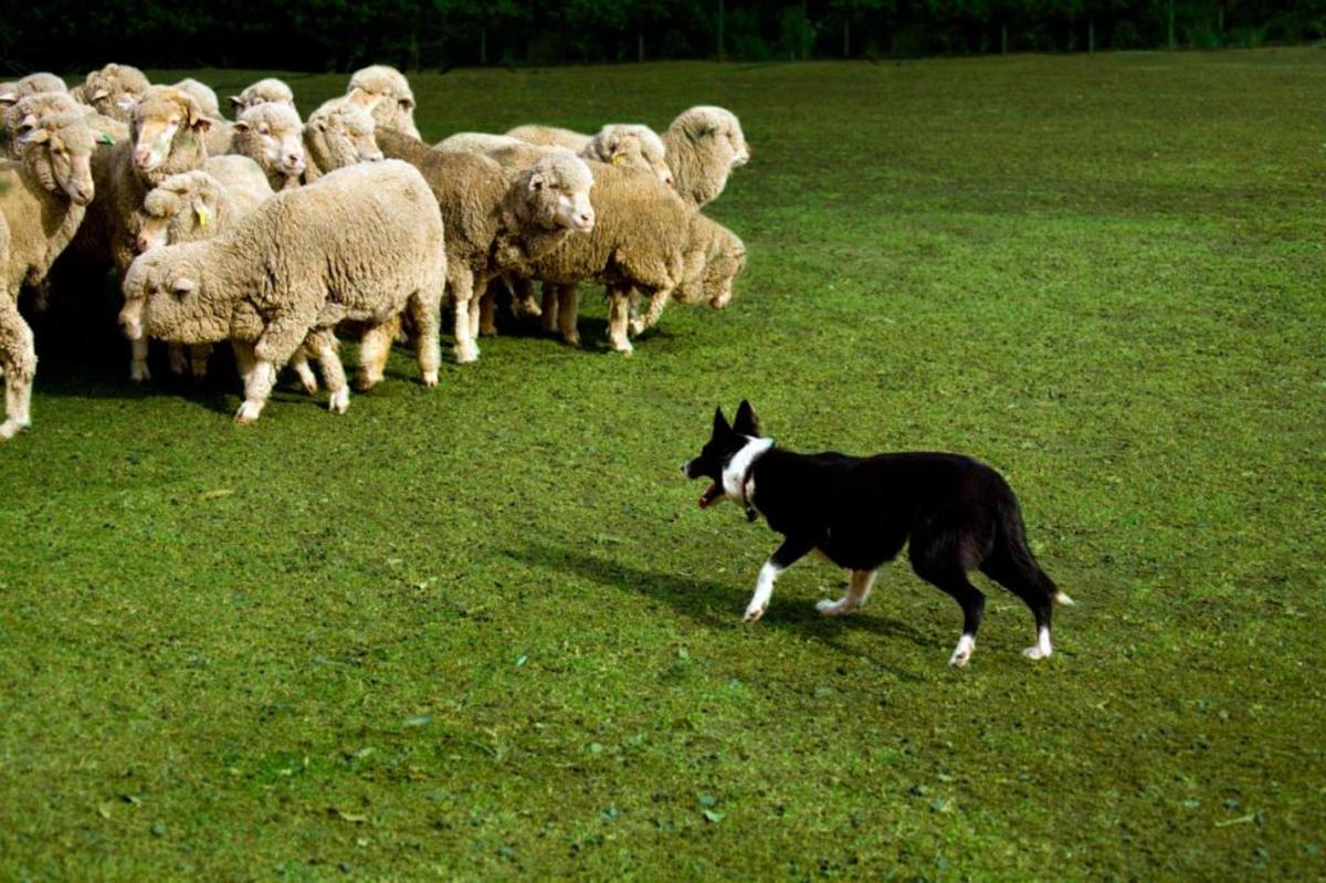 Силен овцам. Порода собак Пастухов овец. Пастушьи собаки для овец. Бордер колли пастух. Пастушья собака порода.