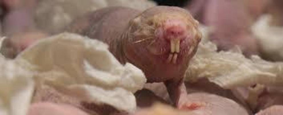 Naked mole rats kidnap other mole rat babies. And the 