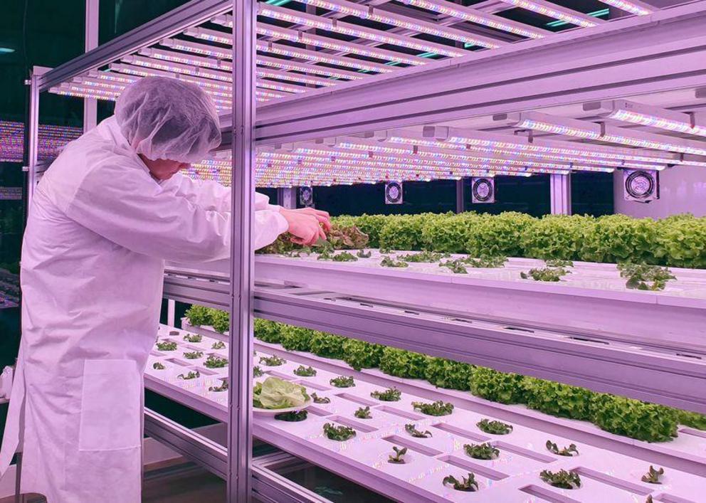 Advances in hydroponics and technology have made it possible to grow more of our food indoors.