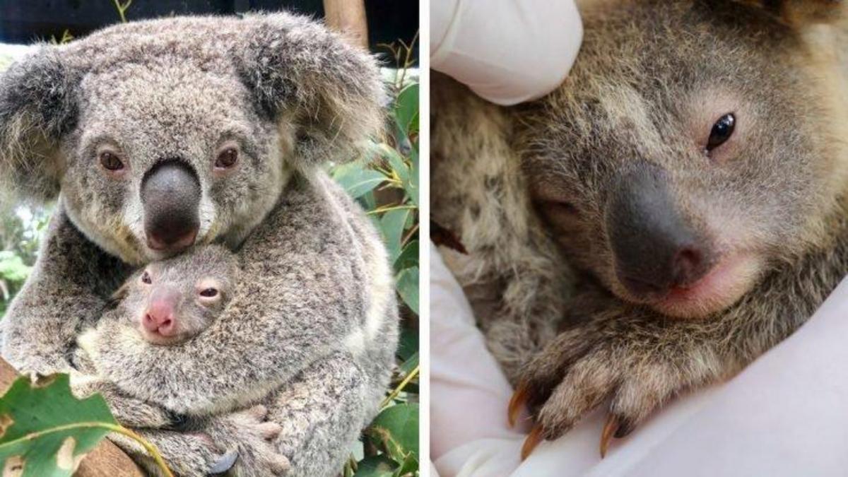 Коала мама. Квинслендский коала Koalemus. Коала с детенышем в сумке. Коала младенец. Коалы с малышом.
