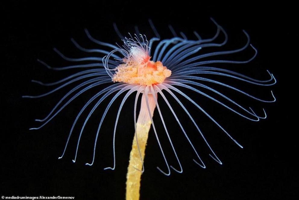 Hydrozoans take their name from ancient Greek, which are small, predatory animals. Some can be found living along or in a colony
