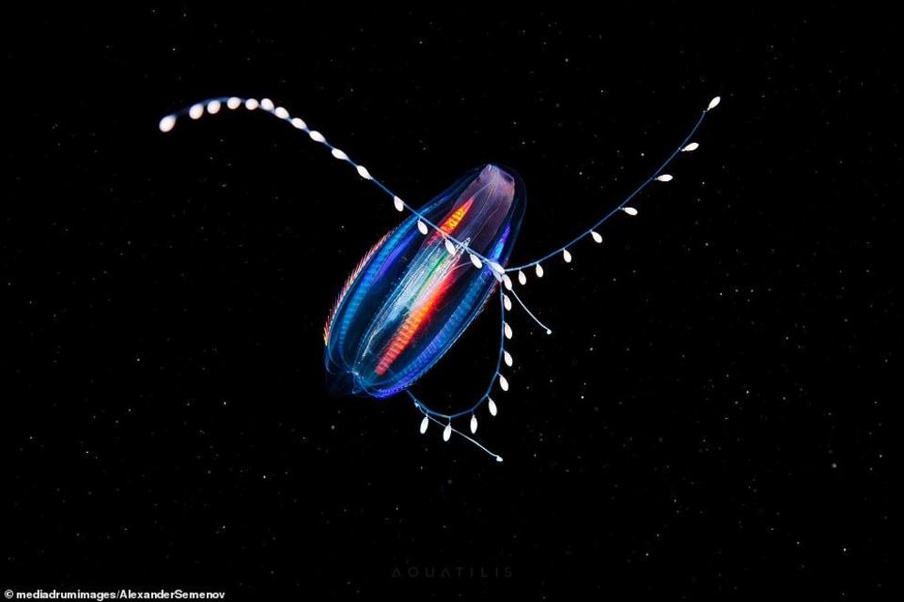 Pictured is a small invertebrate that resembles fairy lights known as Euplokamis dunlopae - a tiny Arctic ctenophore. The White sea is covered by ice four to six months of the year, but Semenov is will to risk the sub-zero conditions to capture these stun