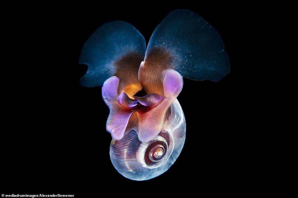 Limacina helicina is a swimming planktonic snail first discovered in 1675. These creatures also belong to the group commonly known as sea butterflies
