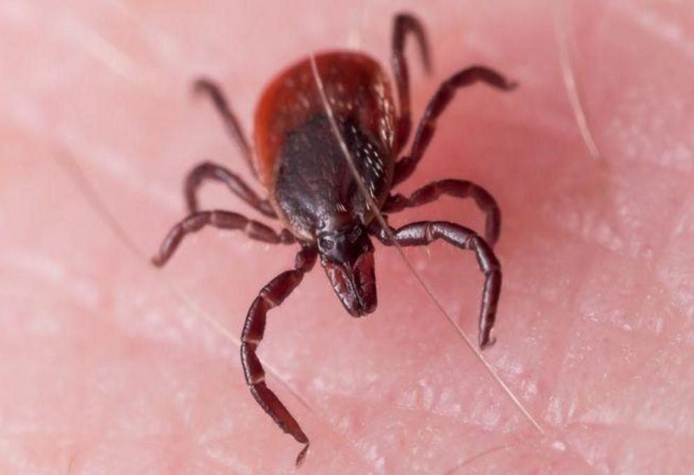 Only certain ticks, like the deer tick pictured here, will transmit Lyme disease to humans.