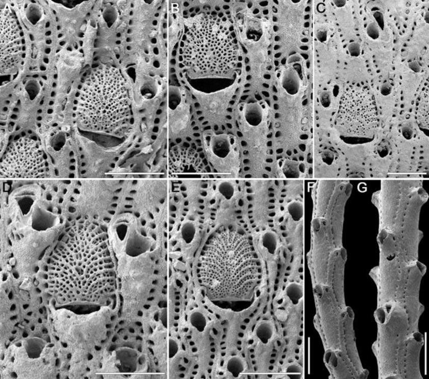 The picture shows the seven species of bryozoans that were used in the debunking.The white line is only 500 micrometers in lenght. Copyright: JoAnn Sanner, The University of Chicago  The most popular textbook example of