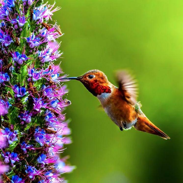 hummingbirds-can-see-colours-we-can-t-even-imagine-experiment-reveals