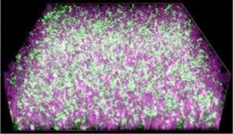 A nanocomposite material (purple) conducts electrons released by exoelectrogenic bacteria (green) to generate electricity. (© ACS) 