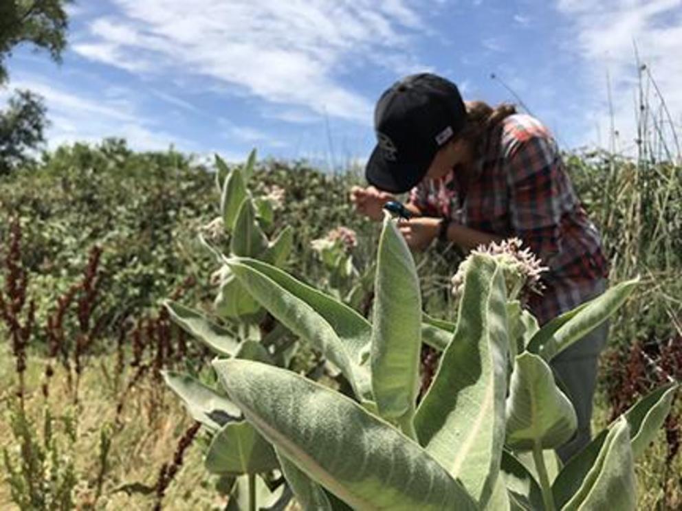 Anna Tatarko, a doctoral student in the University of Nevada, Reno’s Ecology, Evolution, and Conservation Biology program, helped with the sampling for the pesticide study