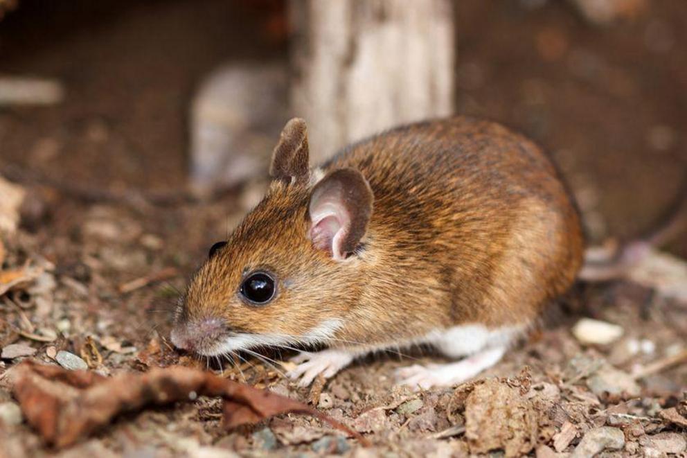 White-footed mice infect up to 95% of ticks that feed on them.