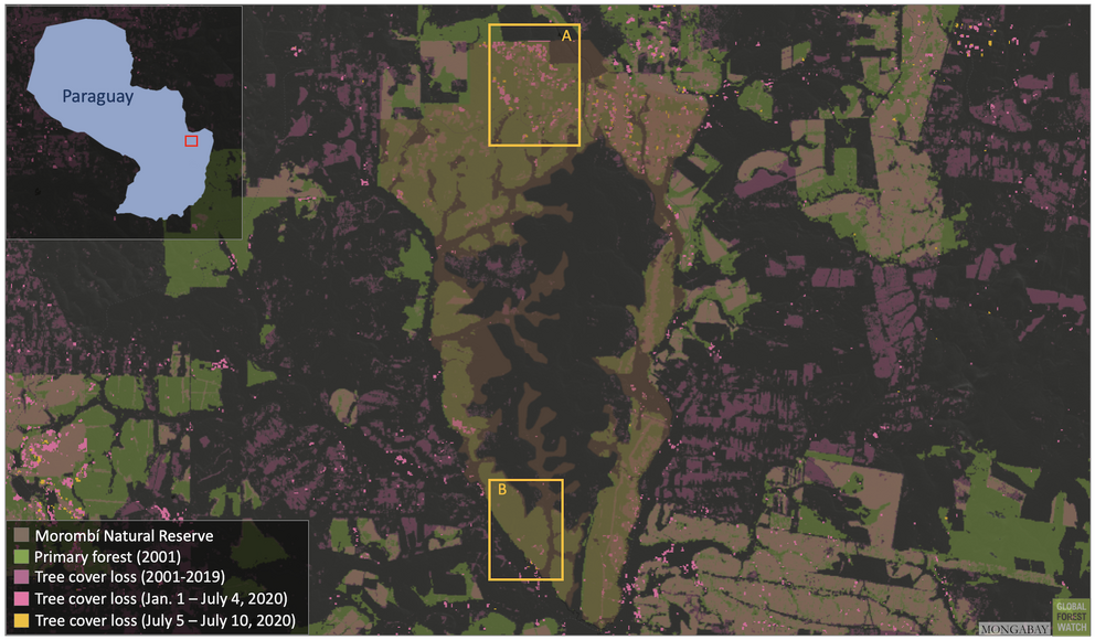 Satellite data show large areas of Morombí Natural Reserve’s primary forest have been deforested in 2020.