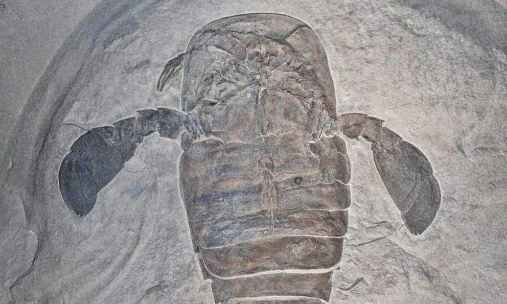 A Eurypterus remipes fossil. This sea scorpion existed more than 400 million years ago and was usually less than one foot in length, but relatives are believed to have reached up to eight feet.