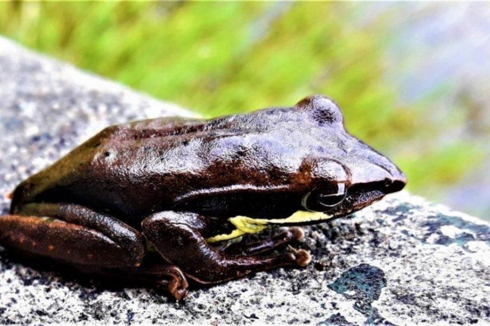 An adult Taruga eques with dark brown dorsal coloration.