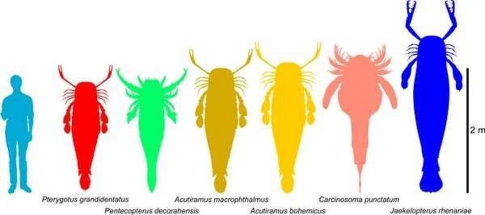 The size of the largest extinct sea scorpions, relative to a human.