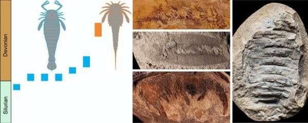 Examples of Australian sea scorpion fossils, their two groups and the time range. Blue represents the family Pterygotidae and orange represents the family Adelophthalmidae.