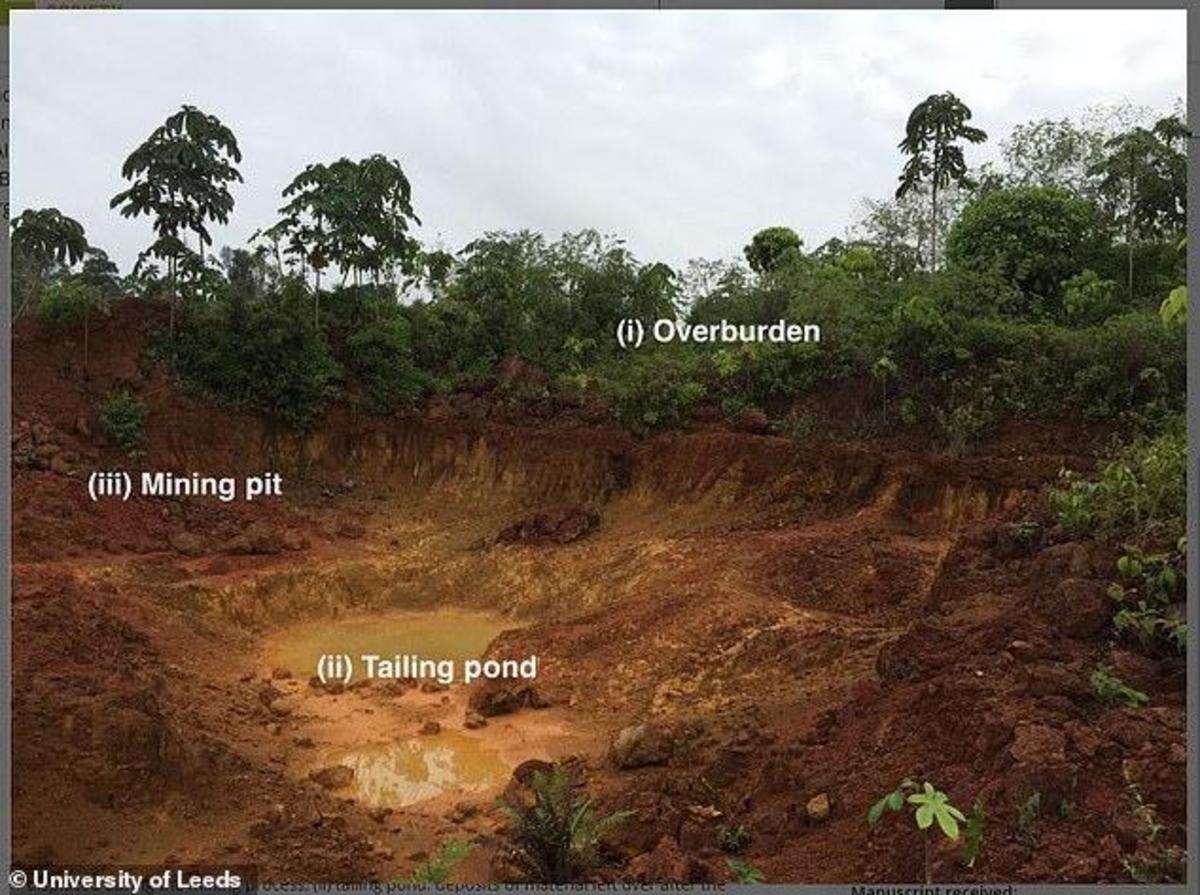 New study shows gold mining in the Amazon is leeching nitrogen out of the soil, raising mercury ...