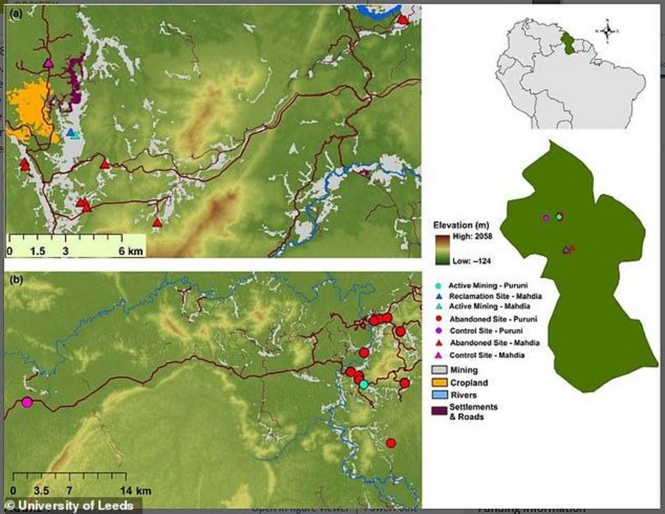 The team studied former mining sites in the Guiana Shield, a region of the Amazon spanning Guyana, Suriname, French Guiana, Venezuela, parts, of Colombia, and parts of Brazil