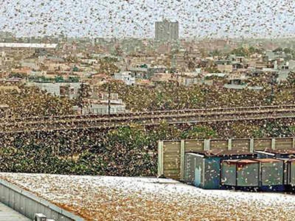 A locust invasion (PTI)