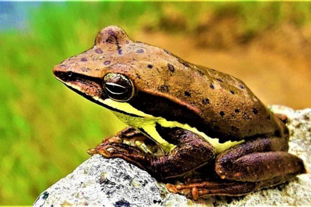 The dorsal spot pattern of an adult Taruga eques.