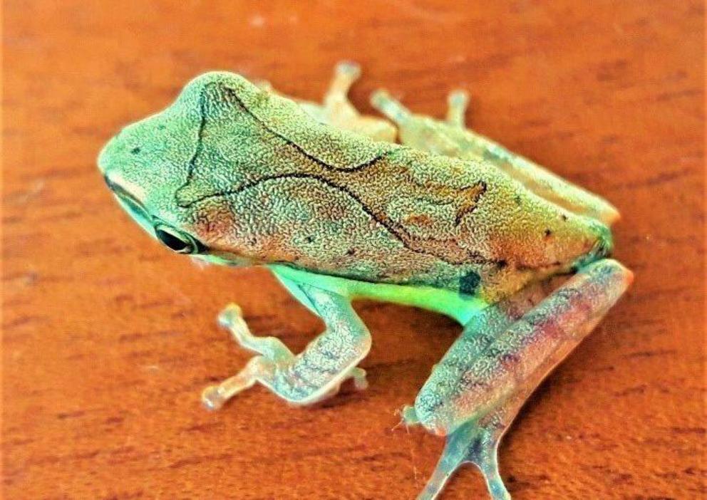 A juvenile hourglass tree frog (Taruga eques) from Sri Lanka’s central montane forests, featuring a deviant hourglass pattern.