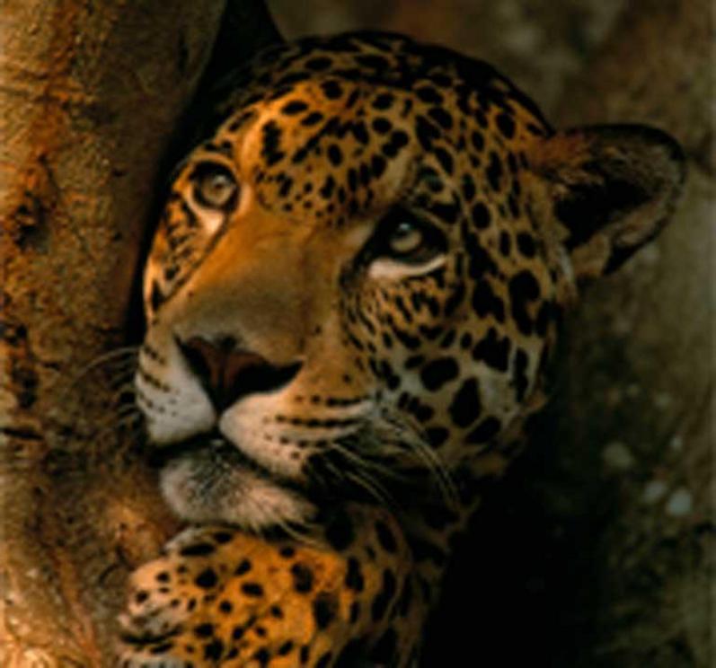 Jaguar (Panthera onca), Pantanal, Mato Grosso state, Brazil.