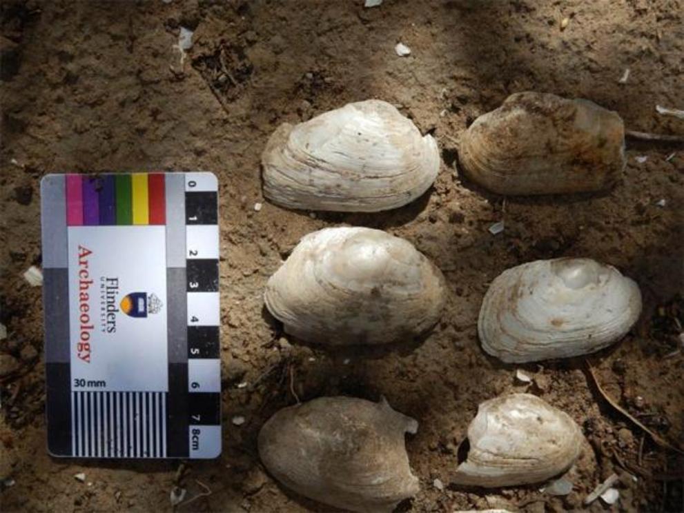 Mussel shells collected and dated from along the River Murray, downstream of Renmark in South Australia’s Riverland region.