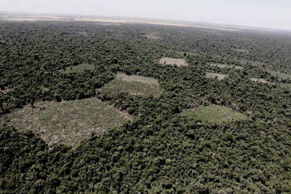 Dozens of illegal marijuana farms carved from the forest pockmark Morombí Reserve.