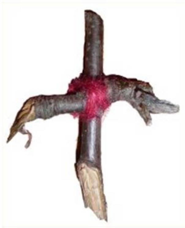 A Rowan tree cross originating in Scotland, donated to a museum in 1893 but dating from much earlier.