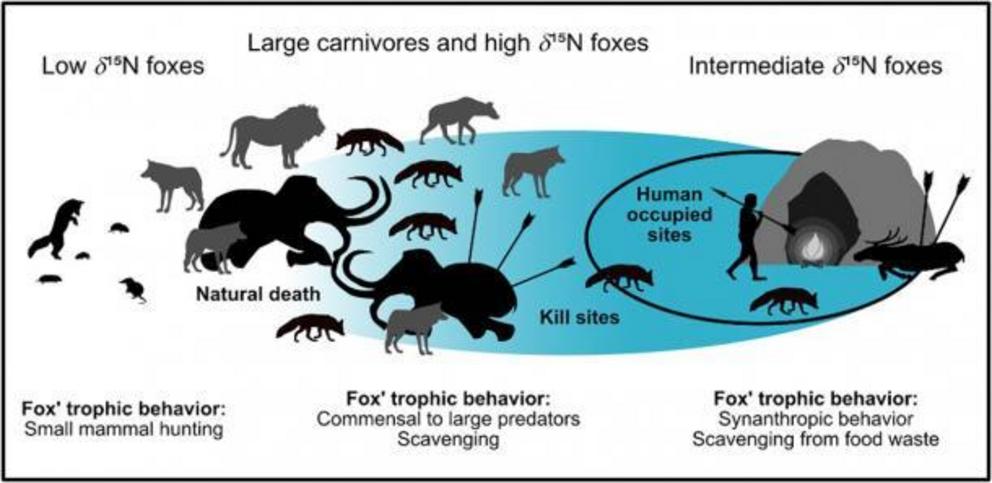 Summary figure for the commensal fox hypothesis. The blue area marks the impact of humans on dietary resources. For low ?15N foxes, humans had no influence, while for intermediate ?15N foxes they had a very strong influence (restricted diet). High ?15N fo