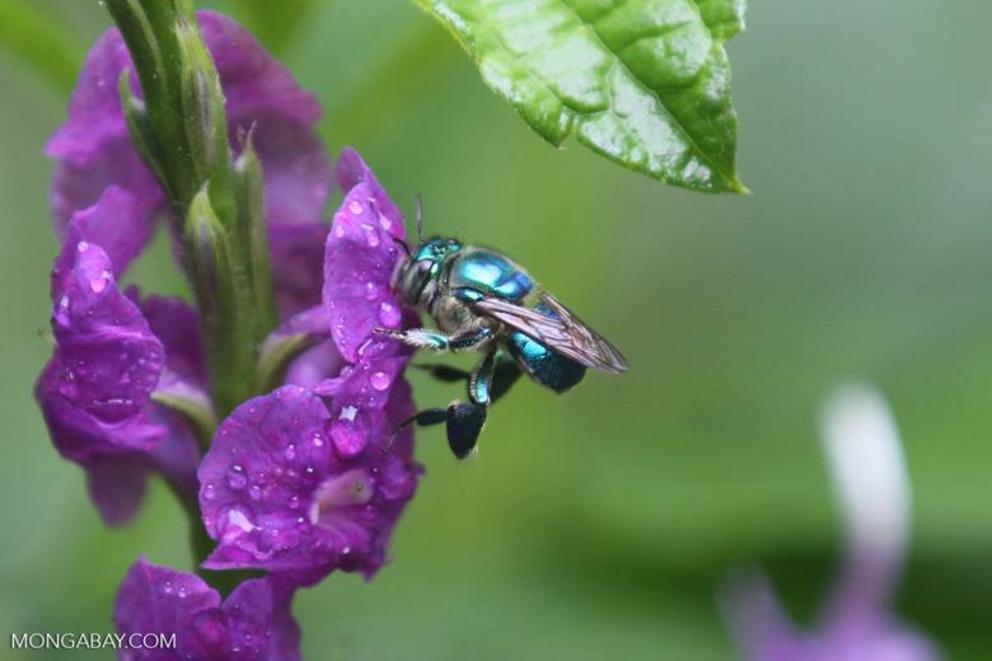 A green-blue bee in Costa Rica. There are over 20,000 species of bees.