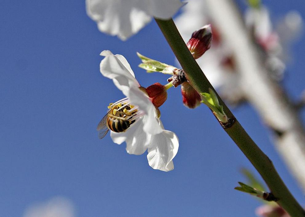 A honeybee in an almond flower.