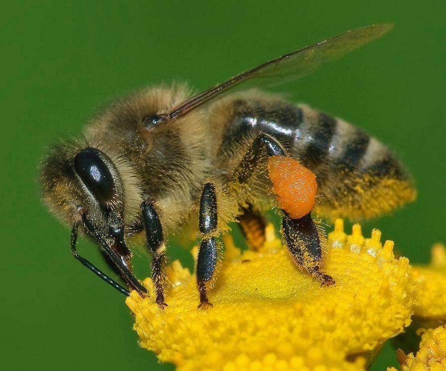 A western honeybee (Apis mellifera) carrying pollen.