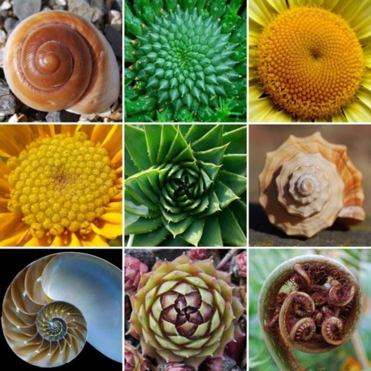 The Golden Mean’s spiral shape resembles growth patterns observed in nature.