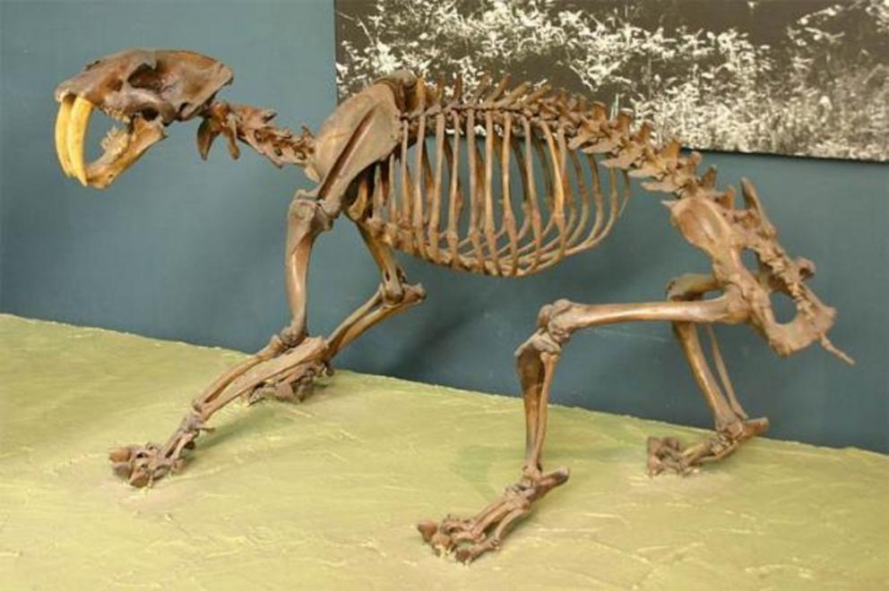 Smilodon is one of the most famous prehistoric mammals and the best-known saber-toothed cat, more commonly known as the saber-toothed tiger, that lived in the  Americas during the  Pleistocene epoch (2.5 mya – 10,000 years ago).