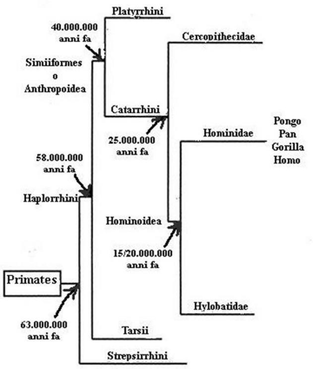 Phylogenetic tree  of the evolution of primates