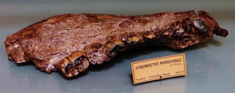 This mandible bone tells scientists that Agriotherium had longer legs and shorter faces than other bears, with wide, short jaws that could generate enormous bite force.