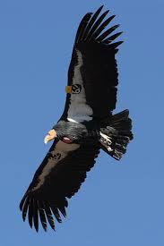 giant condor