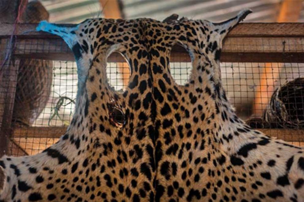 Jaguars are threatened by the trafficking of parts in local and international markets.
