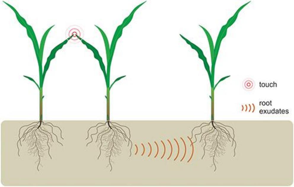 Illustration of above ground interactions between neighbouring corn seedlings by light touch and their effect on below-ground communication.