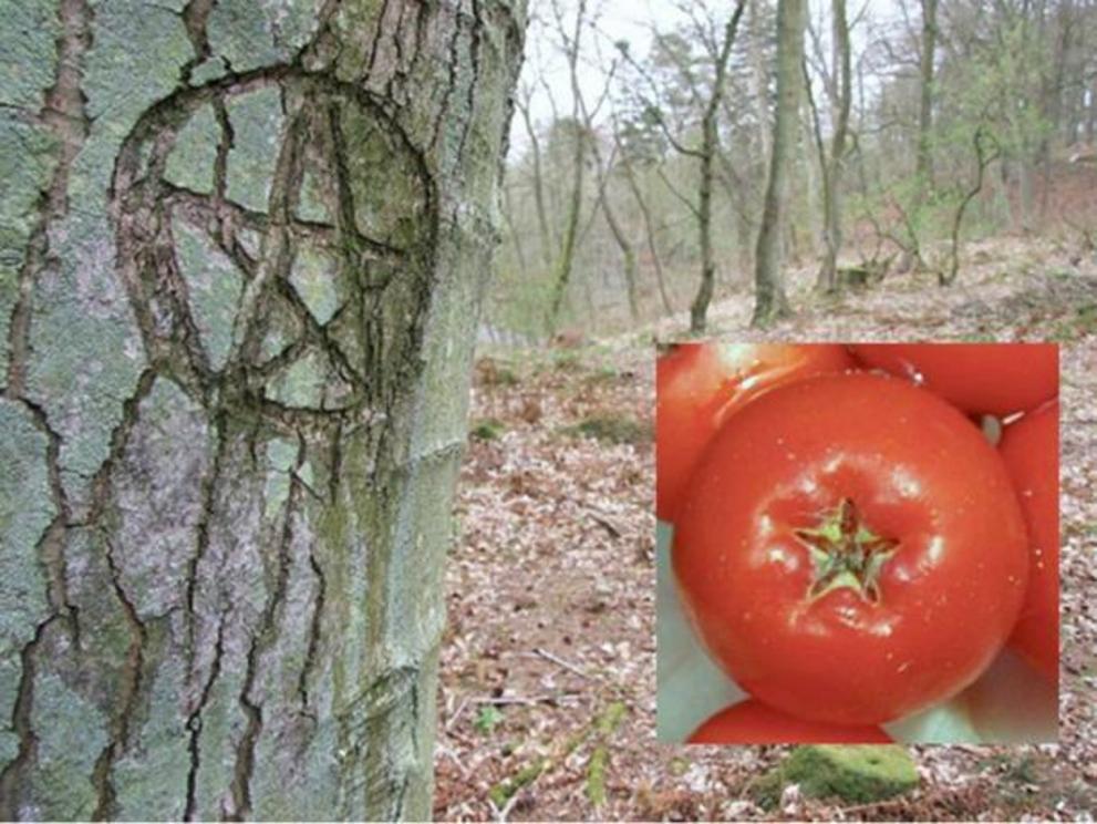 The markings in the Rowan berries are likened to a pentagram, a famous symbol of protection.  Pentagram carved in a tree.