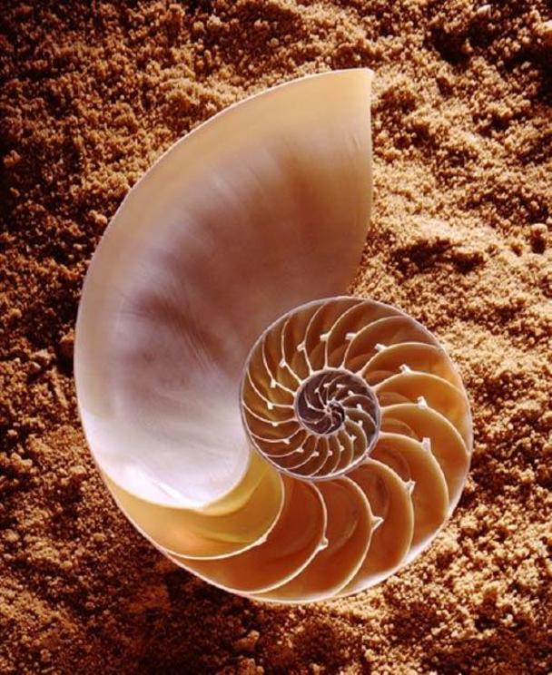 The nautilus shell is a popular example of a golden ratio in nature.