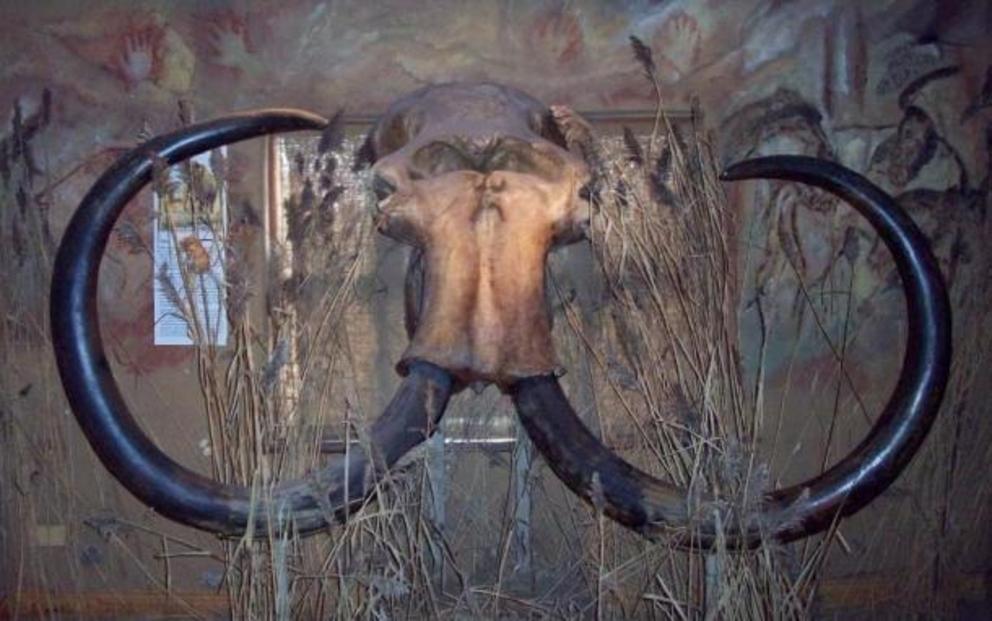 The skull of the woolly mammoth called Millie. It was discovered in May 1999 in the North Sea at the coast of the Netherlands near Hook of Holland by fishermen.