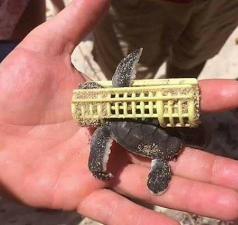  A baby turtle imprisoned in plastic: